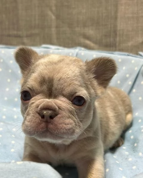 Femminuccia di Bulldog francese esotico | Foto 2