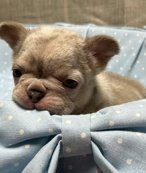 Femminuccia di Bulldog francese esotico | Foto 1