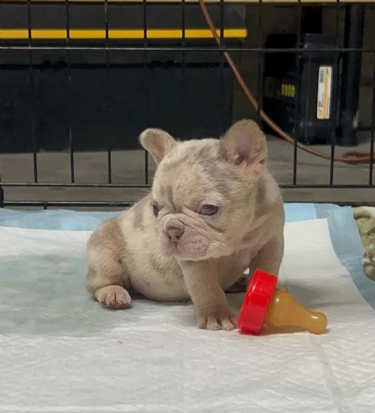 Femminuccia di Bulldog francese esotico | Foto 0