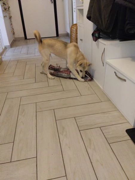 Cucciola 4 mesi regalo cane incrocio husky  | Foto 2