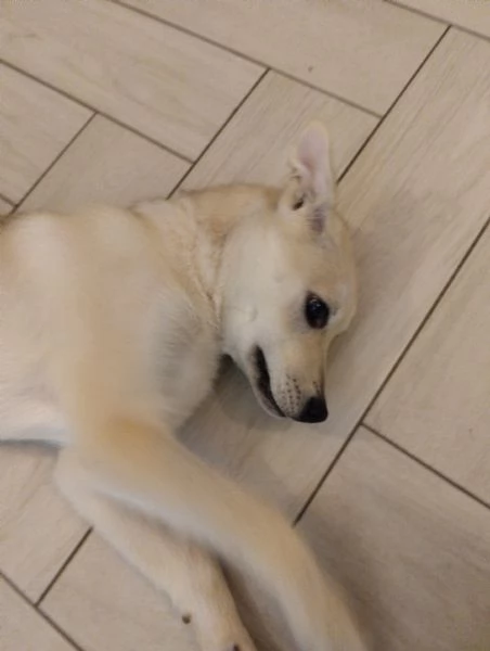 Cucciola 4 mesi regalo cane incrocio husky  | Foto 1