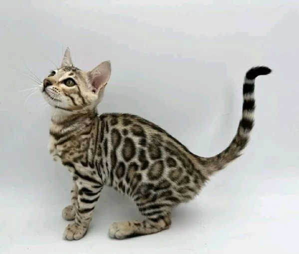 Gattini Bengala maschi e femmine