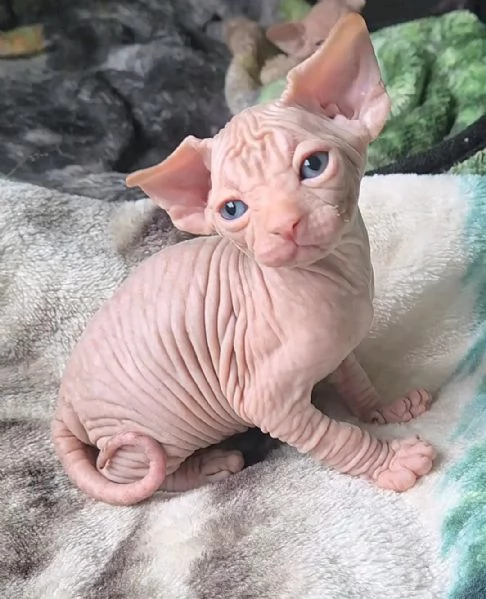 Gattini Sphynx maschi e femmine
