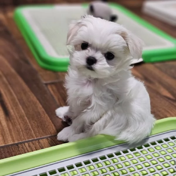 Meraviglioso e dolcissimo cucciolo di maltese maschio e femmina  | Foto 2