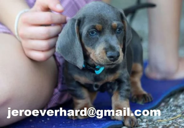 Cuccioli di Bassotto Nano