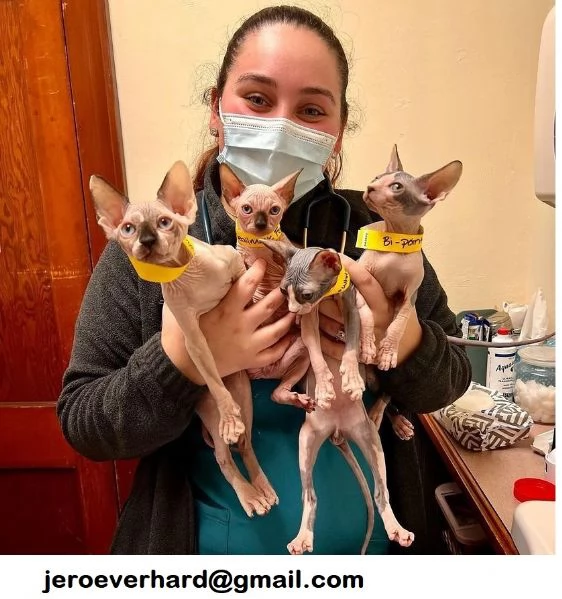 Gatti Sphynx con pedigree