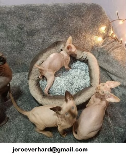 Gatti Sphynx con pedigree