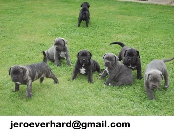 cuccioli di cane corso