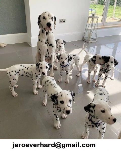 cuccioli di  dalmata