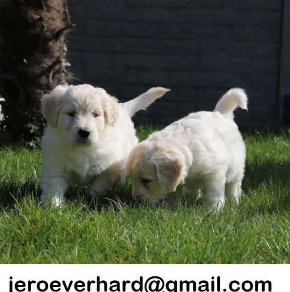 Golden retriever americano