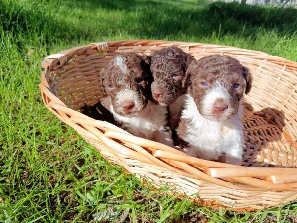 Cuccioli Lagotto Romagnolo  | Foto 1