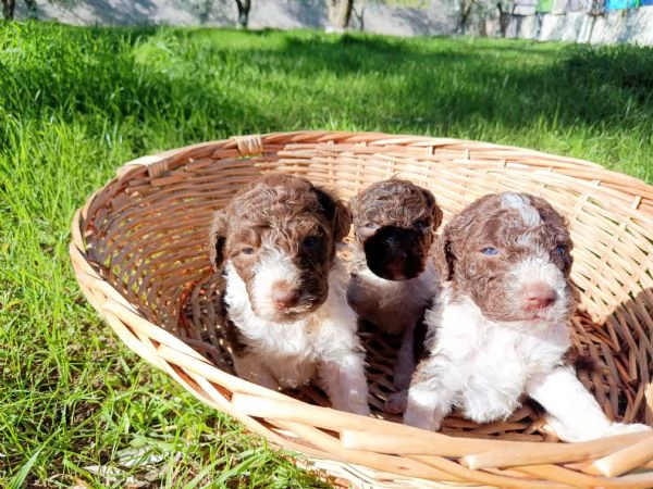 Cuccioli Lagotto Romagnolo  | Foto 0