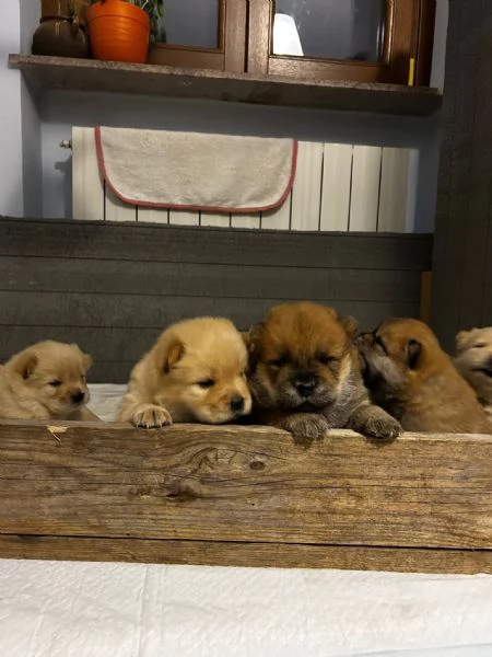 Cuccioli di Chow Chow  | Foto 2