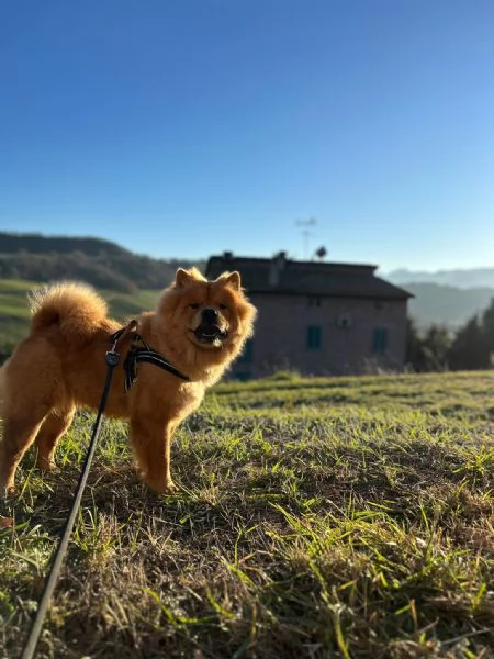 Cuccioli di Chow Chow  | Foto 1