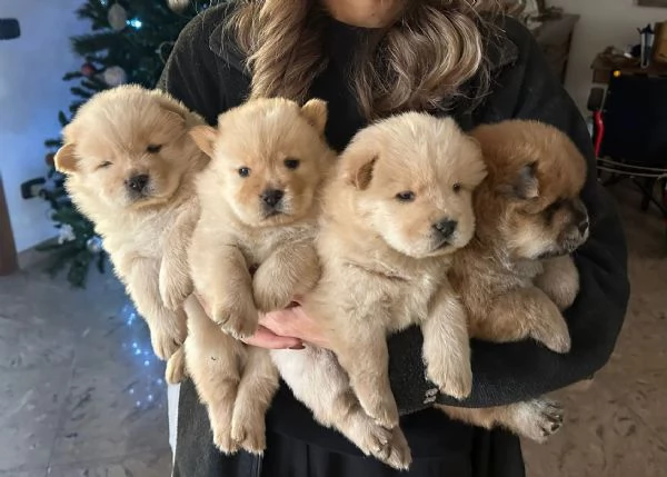 Cuccioli di Chow Chow cercano casa  | Foto 1