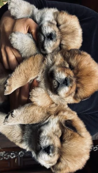 Cuccioli di Chow Chow cercano casa  | Foto 0