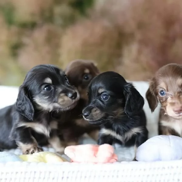 Dachshund babies for sale | Foto 5