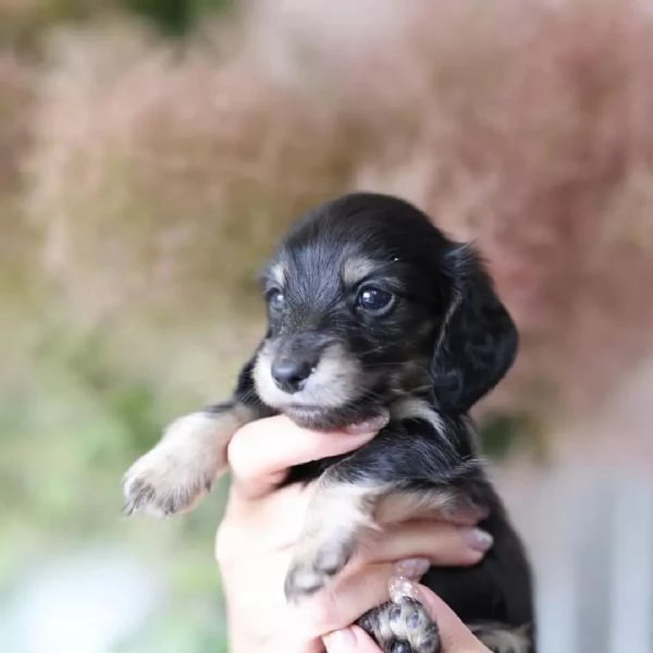 Dachshund babies for sale