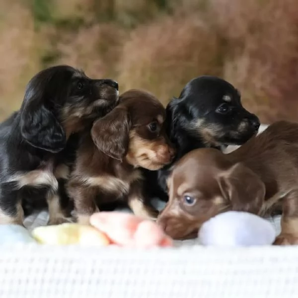 Dachshund babies for sale | Foto 1