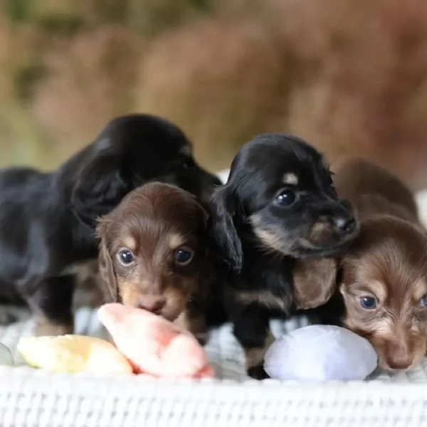 Dachshund babies for sale | Foto 0