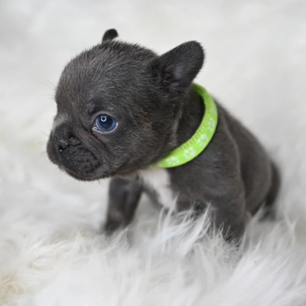2 splendidi cuccioli di Bulldog Francese  | Foto 6