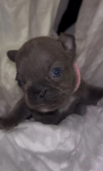 2 splendidi cuccioli di Bulldog Francese  | Foto 5