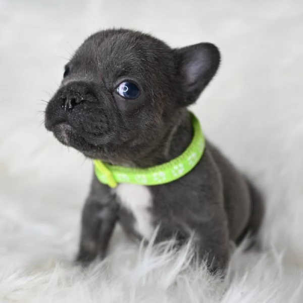 2 splendidi cuccioli di Bulldog Francese  | Foto 4