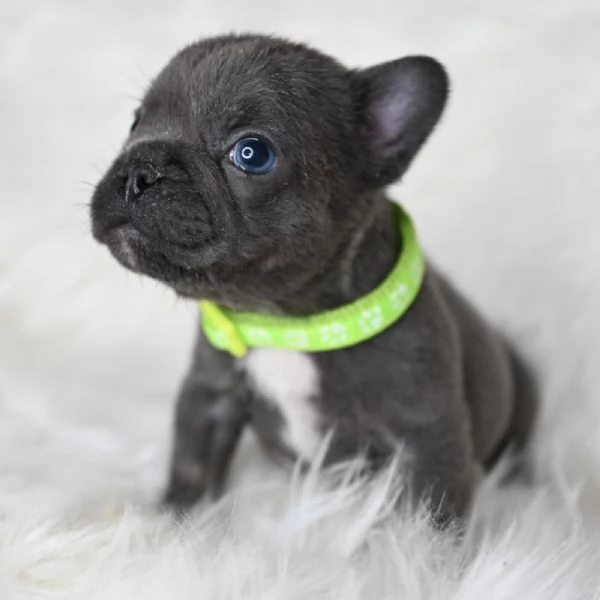 2 splendidi cuccioli di Bulldog Francese  | Foto 3