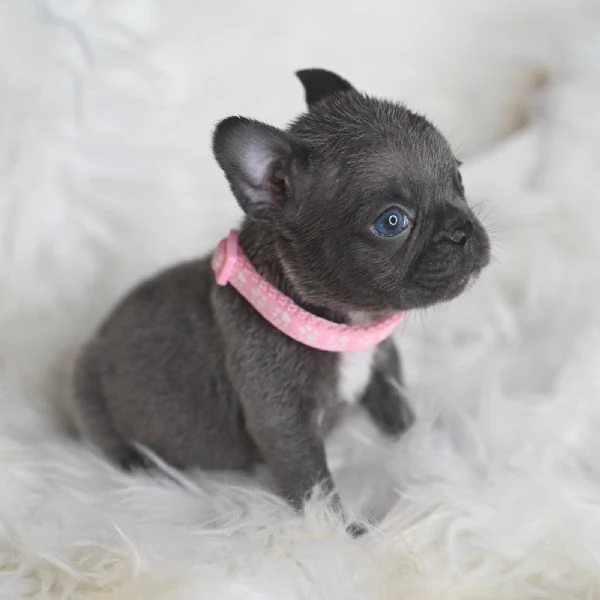 2 splendidi cuccioli di Bulldog Francese  | Foto 1