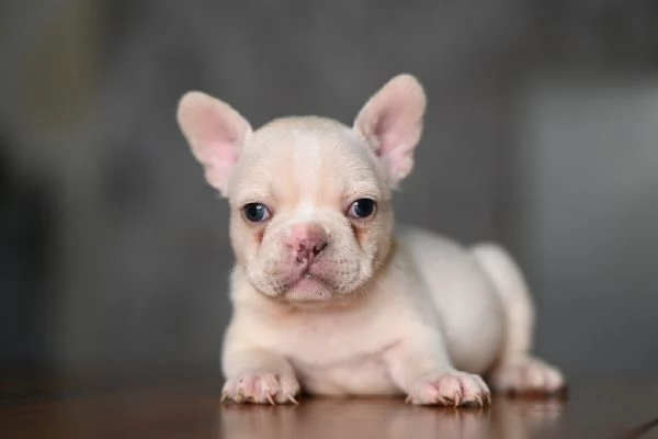 3 sugar bulldog | Foto 1