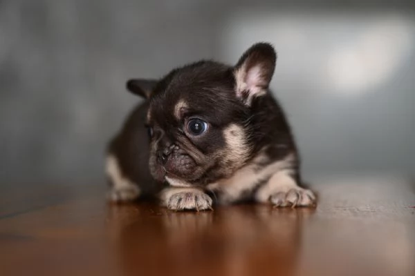 3 sugar bulldog | Foto 0