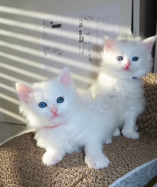 Siberiannini ipoallergenico