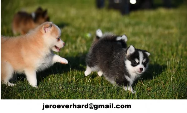 cuccioli di Pomsky disponibili  | Foto 0