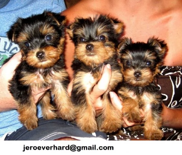  cuccioli di Yorkshire terrier