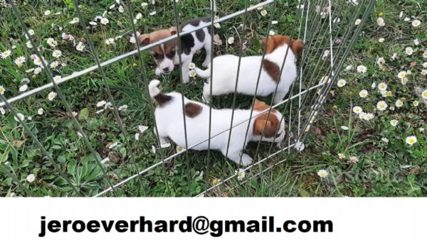  cuccioli di  Jack russell terrier