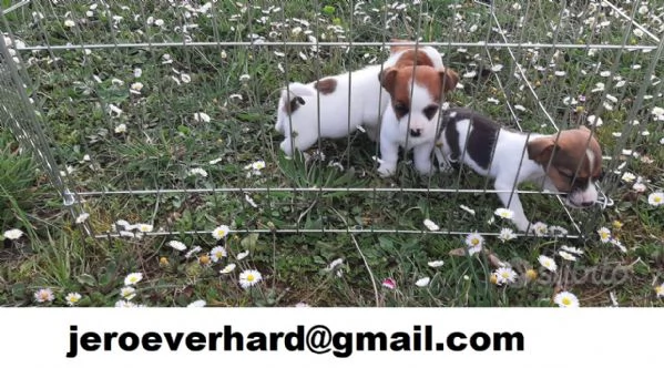 cuccioli di  Jack russell terrier