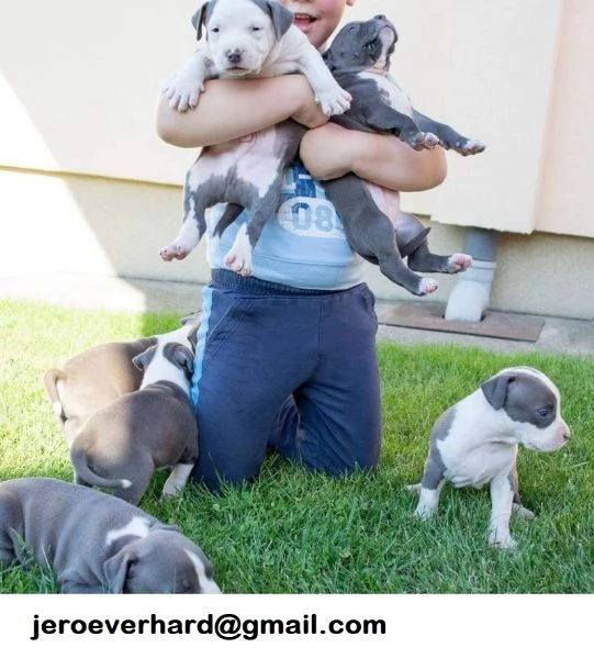 Cuccioli di American pitbull terrier 