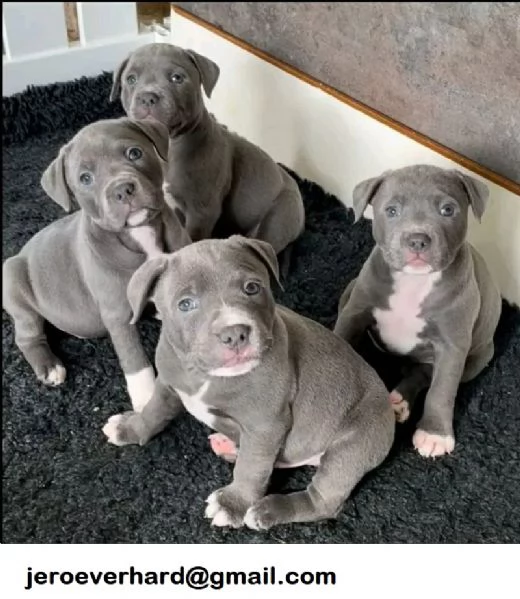 cuccioli di Staffordshire bull terrier