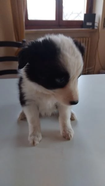 La carica deib6 cuccioli di Border batuffolo di pelo ed amore pronti per una famiglia gentile di