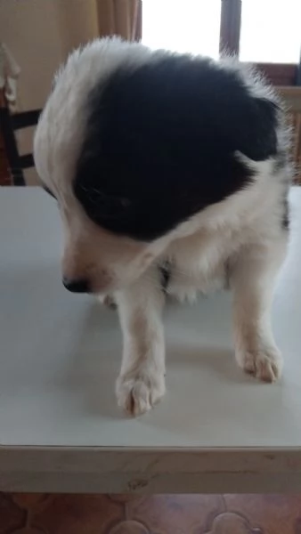 La carica deib6 cuccioli di Border batuffolo di pelo ed amore pronti per una famiglia gentile di | Foto 1