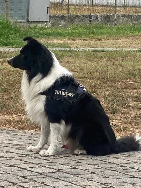 La carica deib6 cuccioli di Border batuffolo di pelo ed amore pronti per una famiglia gentile di | Foto 0