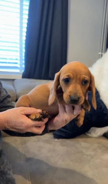 Cuccioli di Bassotto Nano | Foto 5