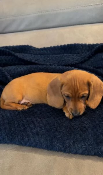 Cuccioli di Bassotto Nano | Foto 3