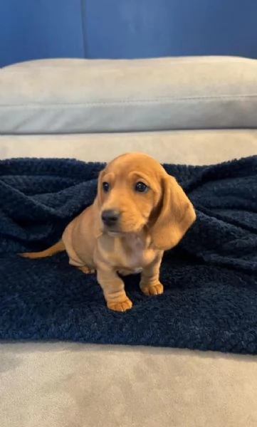 Cuccioli di Bassotto Nano