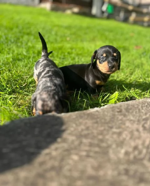 Cuccioli di Bassotto Nano | Foto 1