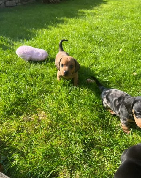 Cuccioli di Bassotto Nano | Foto 0