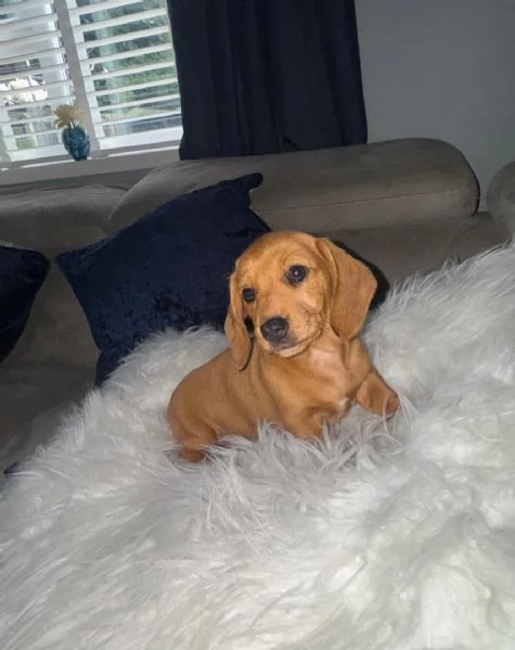  Cuccioli di Bassotto Nano | Foto 6