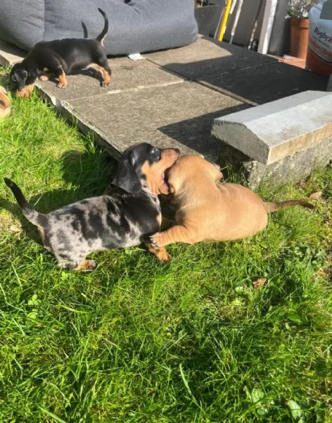  Cuccioli di Bassotto Nano | Foto 5