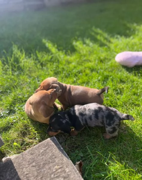  Cuccioli di Bassotto Nano | Foto 1