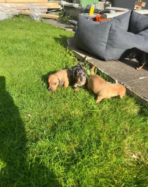  Cuccioli di Bassotto Nano | Foto 0